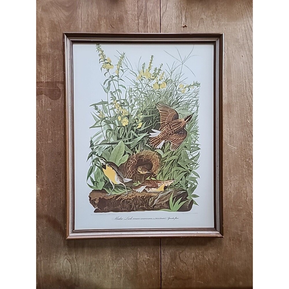 Vintage Wood Framed Meadow Lark by J.J. Audubon Birds of America Art Print